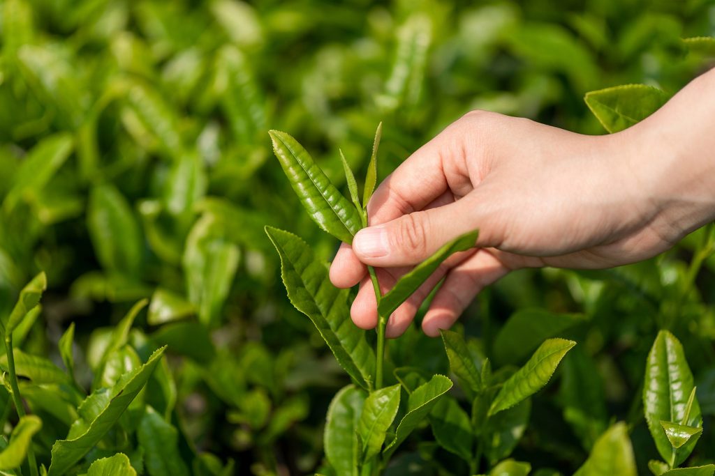立安茶业