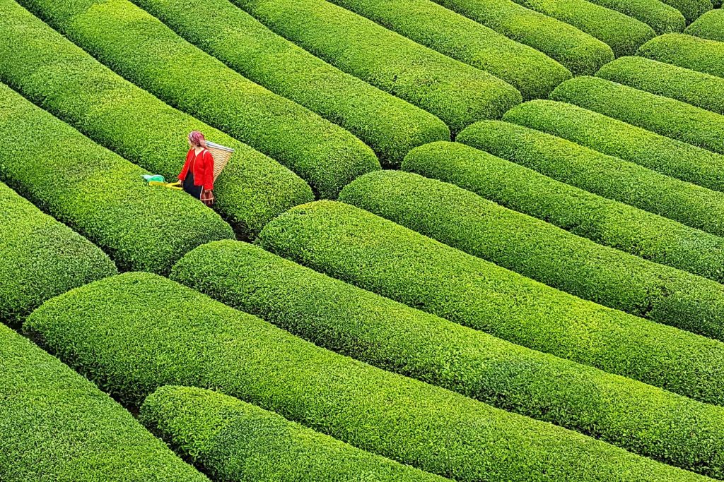 茶能科技