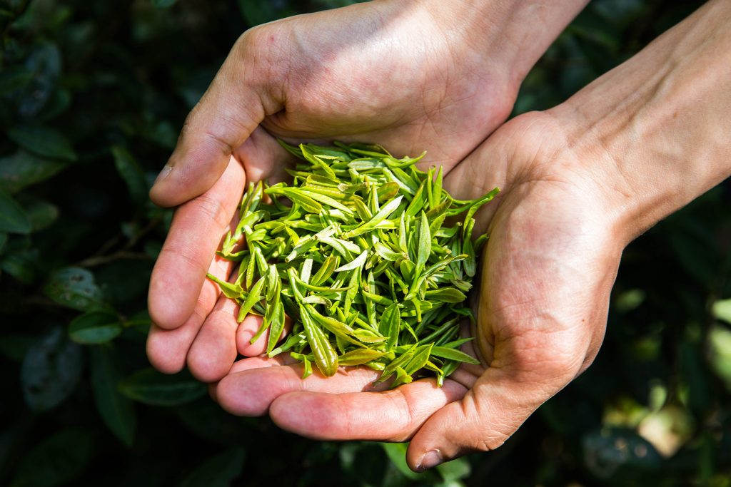 茶能科技